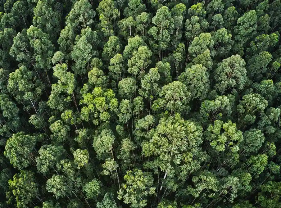 Bosque verde sin contaminación